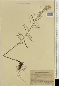 Anaphalis nepalensis var. monocephala (DC.) Hand.-Mazz., Зарубежная Азия (ASIA) (Индия)