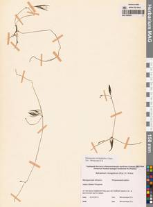 Лютик волосолистный, Шелковник волосолистный Chaix, Сибирь, Чукотка и Камчатка (S7) (Россия)