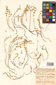 Очиток едкий L., Восточная Европа, Нижневолжский район (E9) (Россия)