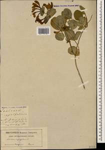 Жимолость душистая, Каприфоль L., Кавказ, Грузия (K4) (Грузия)