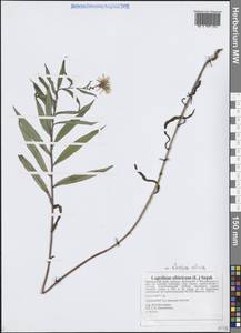 Латук сибирский, Молокан сибирский (L.) Benth. ex Maxim., Сибирь, Дальний Восток (S6) (Россия)