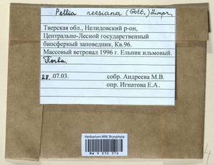 Pellia neesiana (Gottsche) Limpr., Гербарий мохообразных, Мхи - Центральное Нечерноземье (B6) (Россия)