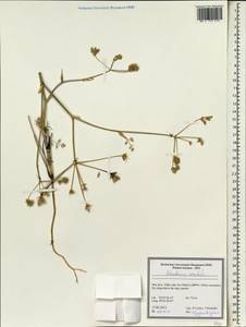 Морковница восточная (L.) Drude, Зарубежная Азия (ASIA) (Иран)