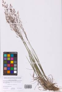 Полевица тонкая L., Восточная Европа, Московская область и Москва (E4a) (Россия)