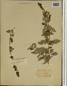 Salvia fruticosa Mill., Зарубежная Азия (ASIA) (Неизвестно)