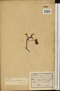 Голубика обыкновенная L., Восточная Европа, Северный район (E1) (Россия)