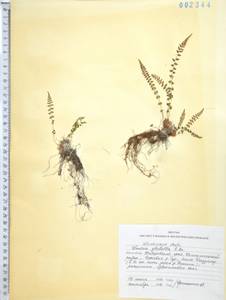 Вудсия головатая, Вудсия гладковатая R.Br., Сибирь, Дальний Восток (S6) (Россия)