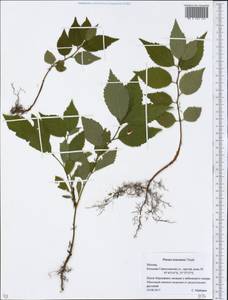 Prunus tomentosa Thunb., Восточная Европа, Московская область и Москва (E4a) (Россия)
