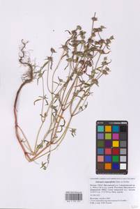 Пикульник узколистный Ehrh. ex Hoffm., Восточная Европа, Московская область и Москва (E4a) (Россия)