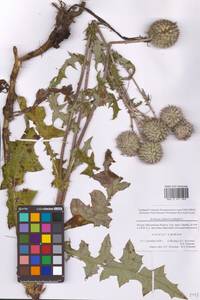 Мордовник шароголовый L., Восточная Европа, Московская область и Москва (E4a) (Россия)