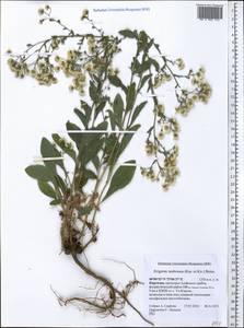 Neobrachyactis roylei (DC.) Brouillet, Средняя Азия и Казахстан, Памир и Памиро-Алай (M2) (Киргизия)
