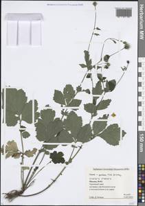 Geum × spurium C.A.Mey., Восточная Европа, Московская область и Москва (E4a) (Россия)