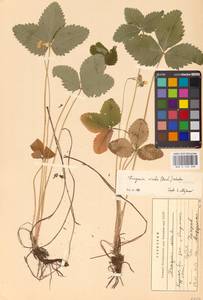 Земляника зеленая, Полуница Duchesne, Восточная Европа, Центральный лесостепной район (E6) (Россия)