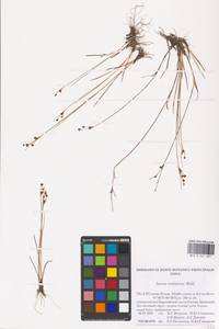 Juncus alpinoarticulatus subsp. rariflorus (Hartm.) Holub, Восточная Европа, Северный район (E1) (Россия)