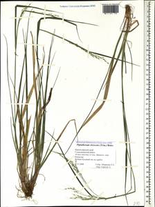 Achnatherum virescens (Trin.) Banfi, Galasso & Bartolucci, Кавказ, Черноморское побережье (от Новороссийска до Адлера) (K3) (Россия)