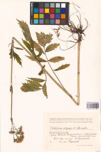 Valeriana wolgensis × officinalis, Восточная Европа, Нижневолжский район (E9) (Россия)