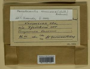 Hamatocaulis vernicosus (Mitt.) Hedenäs, Гербарий мохообразных, Мхи - Центральное Нечерноземье (B6) (Россия)