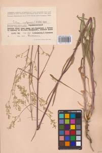 Смолевка волжская (Hornem.) Otth, Восточная Европа, Нижневолжский район (E9) (Россия)