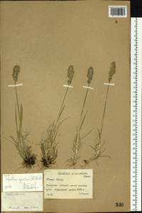 Koeleria spicata (L.) Barberá, Quintanar, Soreng & P.M.Peterson, Сибирь, Западный (Казахстанский) Алтай (S2a) (Казахстан)