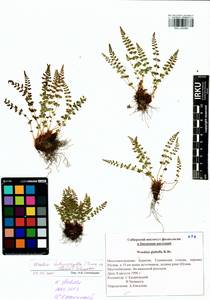 Woodsia pulchella Bertol., Сибирь, Прибайкалье и Забайкалье (S4) (Россия)