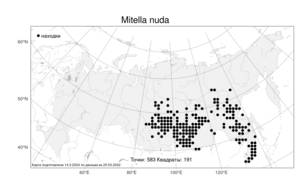 Mitella nuda, Мителла голая L., Атлас флоры России (FLORUS) (Россия)