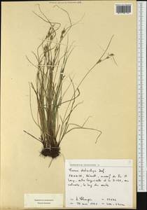 Carex distachya Desf., Западная Европа (EUR) (Франция)