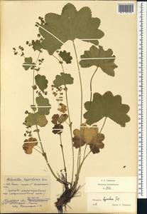 Манжетка северная Juz., Восточная Европа, Восточный район (E10) (Россия)