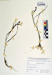 MAG 0003744, Ежеголовник плавающий L., Сибирь, Якутия (S5) (Россия)