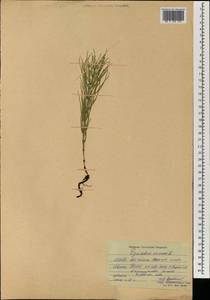 Хвощ полевой L., Монголия (MONG) (Монголия)