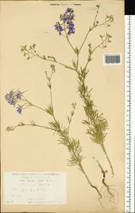 Delphinium consolida subsp. consolida, Восточная Европа, Центральный лесостепной район (E6) (Россия)
