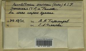 Homalothecium sericeum (Hedw.) Schimp., Гербарий мохообразных, Мхи - Прибалтика (B1)