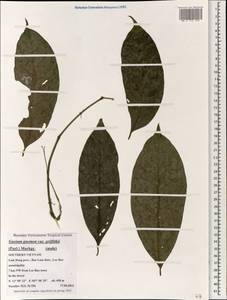 Gnetum gnemon L., Зарубежная Азия (ASIA) (Вьетнам)