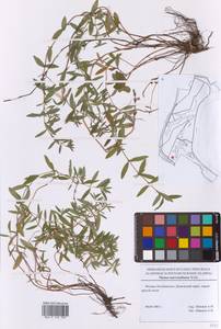 Thymus pannonicus All., Восточная Европа, Московская область и Москва (E4a) (Россия)