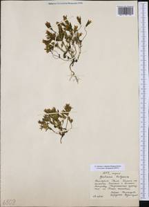 Gentianella bulgarica (Velen.) J. Holub, Западная Европа (EUR) (Болгария)