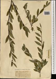Ива жестеролистная Pall., Монголия (MONG) (Монголия)