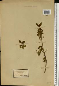 Бересклет европейский L., Восточная Европа, Южно-Украинский район (E12) (Украина)