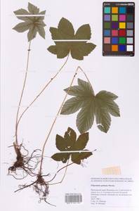 Filipendula digitata (Willd.) Bergmans, Сибирь, Дальний Восток (S6) (Россия)