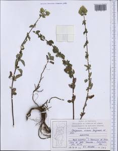 Origanum vulgare subsp. virens (Hoffmanns. & Link) Ietsw., Западная Европа (EUR) (Болгария)