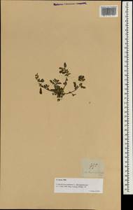 Coldenia procumbens L., Зарубежная Азия (ASIA) (Филиппины)