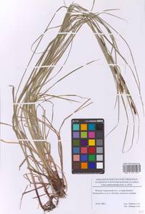 Осока черноколосая M.Bieb. ex Willd., Восточная Европа, Московская область и Москва (E4a) (Россия)