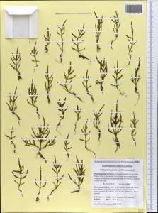 Salicornia procumbens subsp. pojarkovae (Semenova) G. Kadereit & Piirainen, Восточная Европа, Северный район (E1) (Россия)