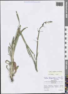 Смолевка волжская (Hornem.) Otth, Восточная Европа, Средневолжский район (E8) (Россия)