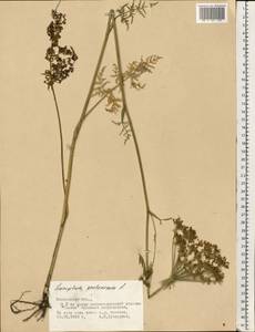 Silphiodaucus prutenicus (L.) Spalik, Wojew., Banasiak, Piwczyñski & Reduron, Восточная Европа, Московская область и Москва (E4a) (Россия)