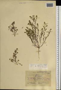 Клоповник густоцветковый Schrad., Сибирь, Алтай и Саяны (S2) (Россия)