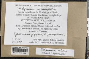 Didymodon validus Limpr., Гербарий мохообразных, Мхи - Западная Сибирь (включая Алтай) (B15) (Россия)