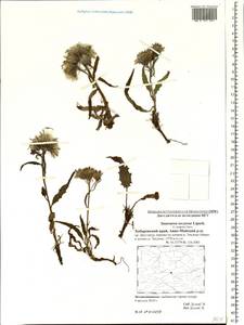 Saussurea congesta subsp. soczavae (Lipsch.) Vorosch., Сибирь, Дальний Восток (S6) (Россия)