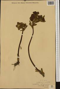 Helleborus dumetorum subsp. atrorubens (Waldst. & Kit.) Merxm. & Podl., Западная Европа (EUR) (Словения)
