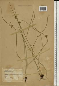 Ситник нитевидный L., Восточная Европа, Северный район (E1) (Россия)