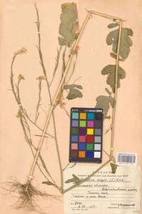 Rhamphospermum nigrum (L.) Al-Shehbaz, Восточная Европа, Центральный лесостепной район (E6) (Россия)