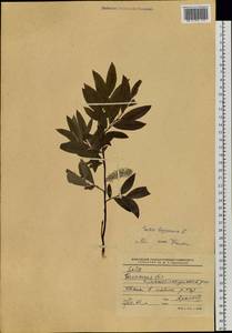 Ива лопарская L., Сибирь, Западная Сибирь (S1) (Россия)